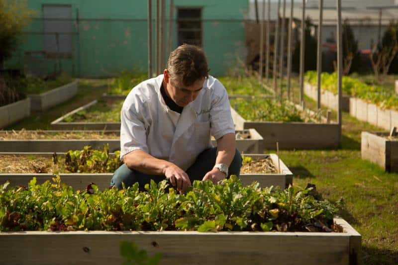 Person tends to plants in a raised garden bed, surrounded by more garden beds and greenery, under sunlight.