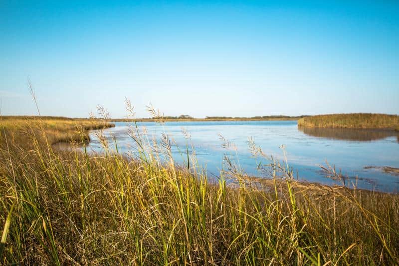 A serene wetland landscape with tall grass in the foreground and a calm body of water under a clear blue sky.