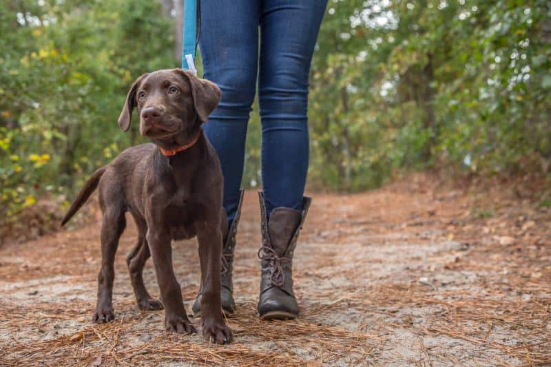 Person walking a chocolate Labrador puppy on a leash along a wooded path.