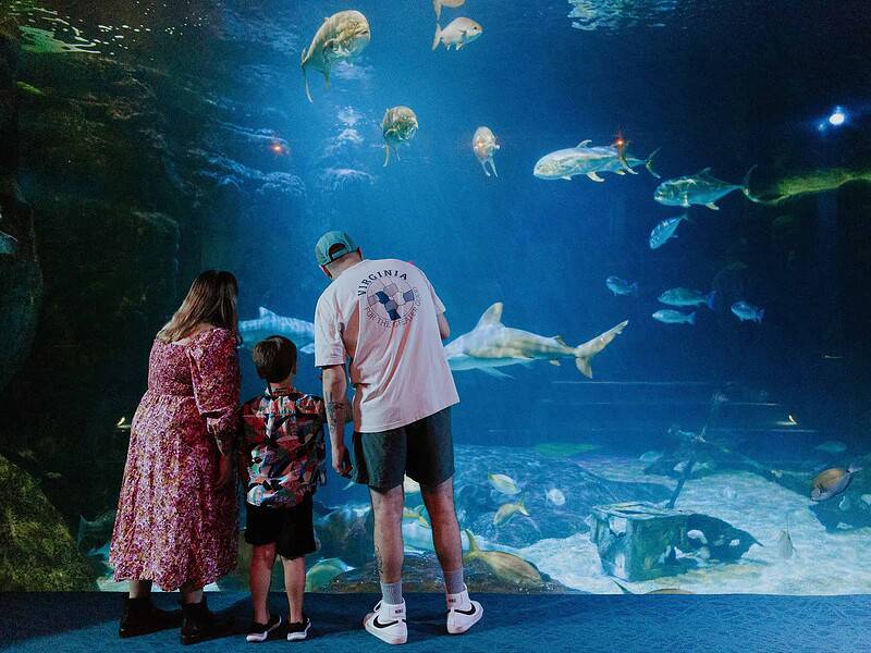 Three people stand in front of a large aquarium tank, watching various fish and marine life swim around.