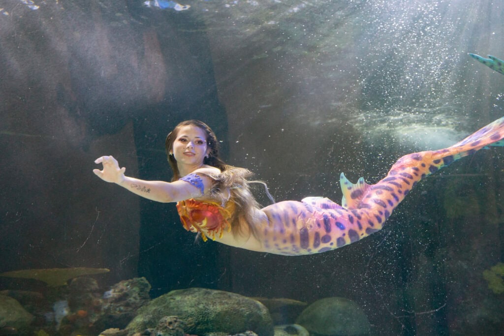 A mermaid with a colorful tail swims gracefully underwater, surrounded by bubbles and a marine environment at the Virginia Beach Aquarium.