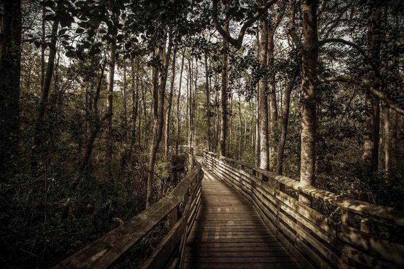 Wooden boardwalk winding through dense forest with tall trees and dappled sunlight.