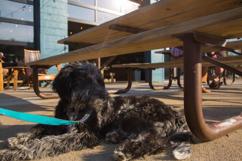 A black dog on a leash lies on a sunny patio beneath a wooden picnic table, with a building and chairs in the background.