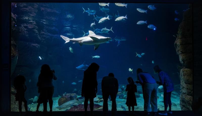 People silhouetted against a large aquarium tank with various fish and a shark swimming at the Virginia Beach Aquarium.