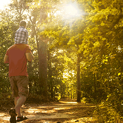 Person carrying a child on shoulders walking through a sunlit forest path.