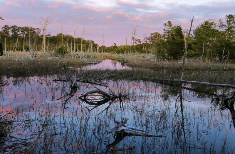 A marsh landscape at sunset with still water reflecting a pink and purple sky, surrounded by grasses, trees, and fallen branches.