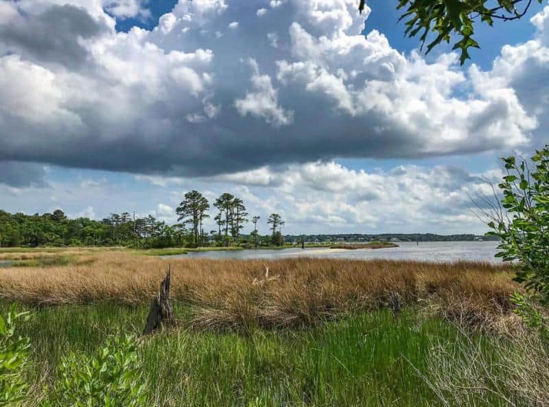 Cloudy sky over a coastal landscape with tall grass, trees, and calm water.