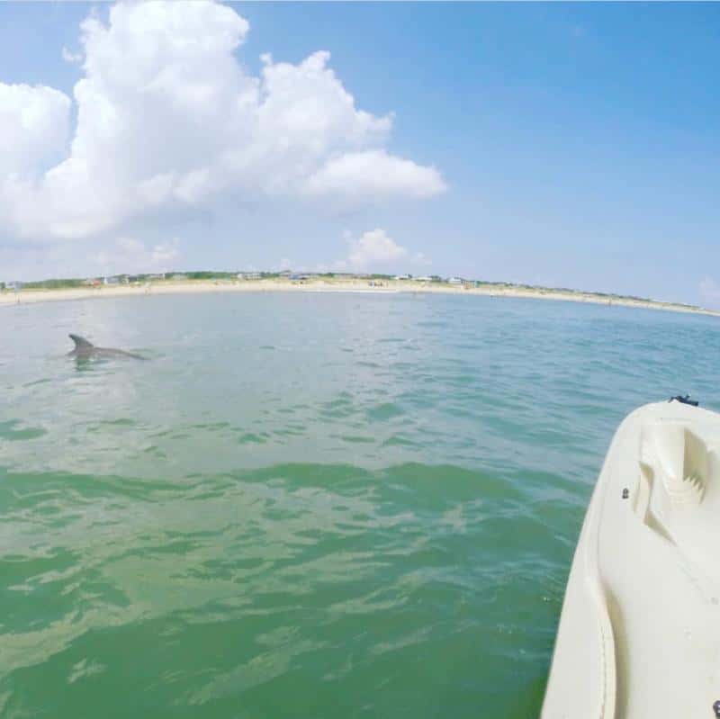 A dolphin swims near a kayak on a sunny day, with a sandy beach and clouds in the background.