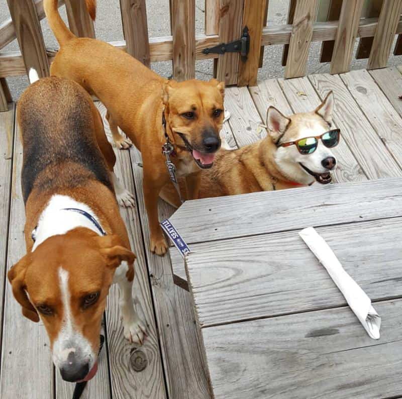 Three dogs stand on a wooden deck. One dog, wearing sunglasses, is near a table with a folded napkin.