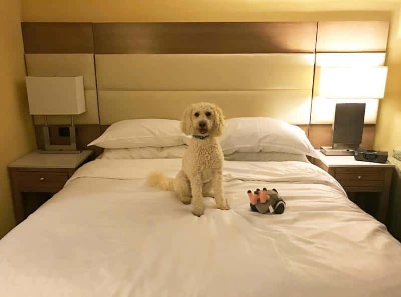 A fluffy dog sits on a neatly made bed with white linens, next to a small toy. Two bedside lamps are lit.