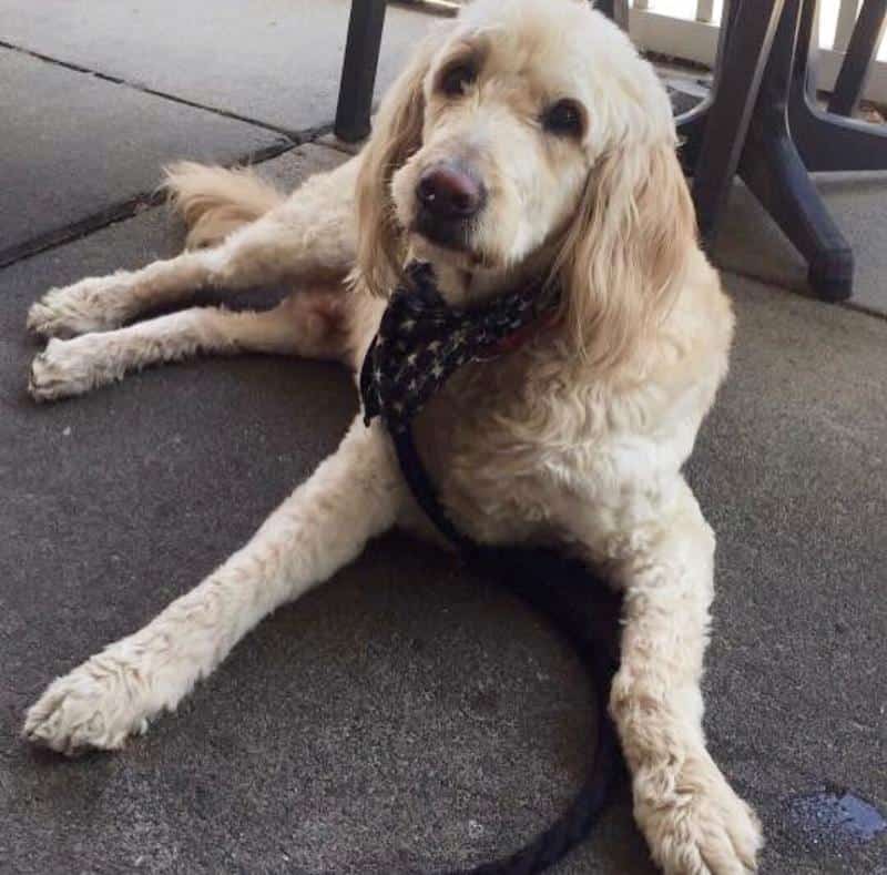 A light-colored dog with curly fur lies on a paved surface, wearing a bandana and looking towards the camera.