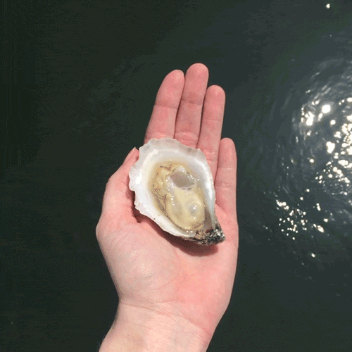 Hand holding a half-open oyster against a dark water background, showcasing the oyster meat inside the shell.