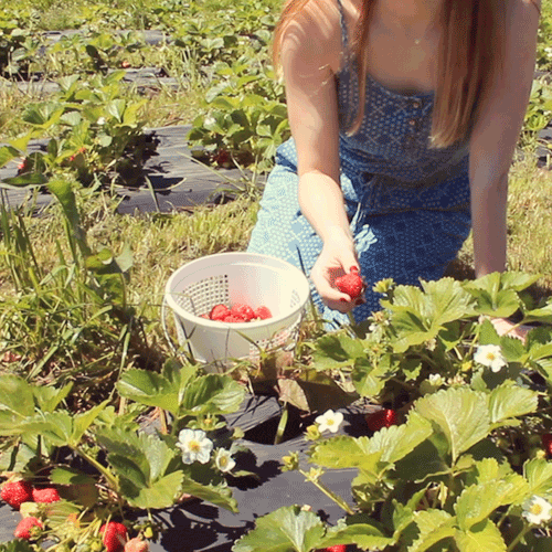 Person in a blue dress crouching in a strawberry field, holding strawberries with a white basket nearby.