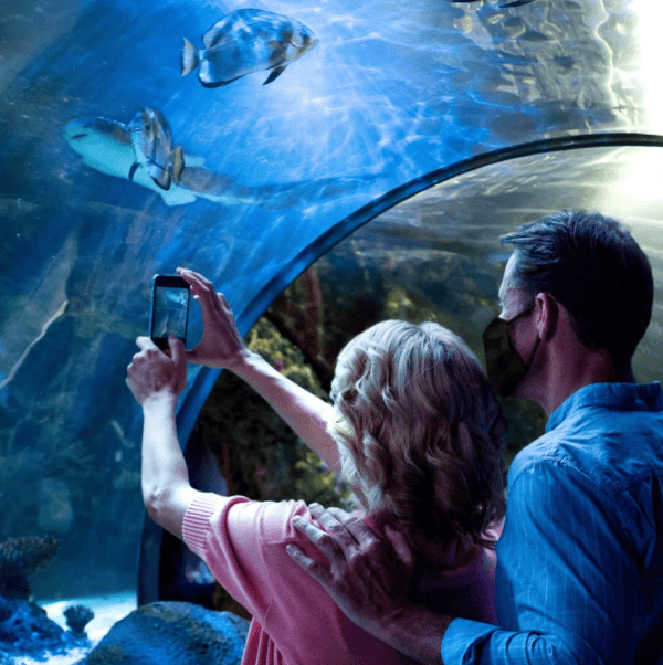 Two people stand in an aquarium tunnel, taking a photo of fish swimming overhead.