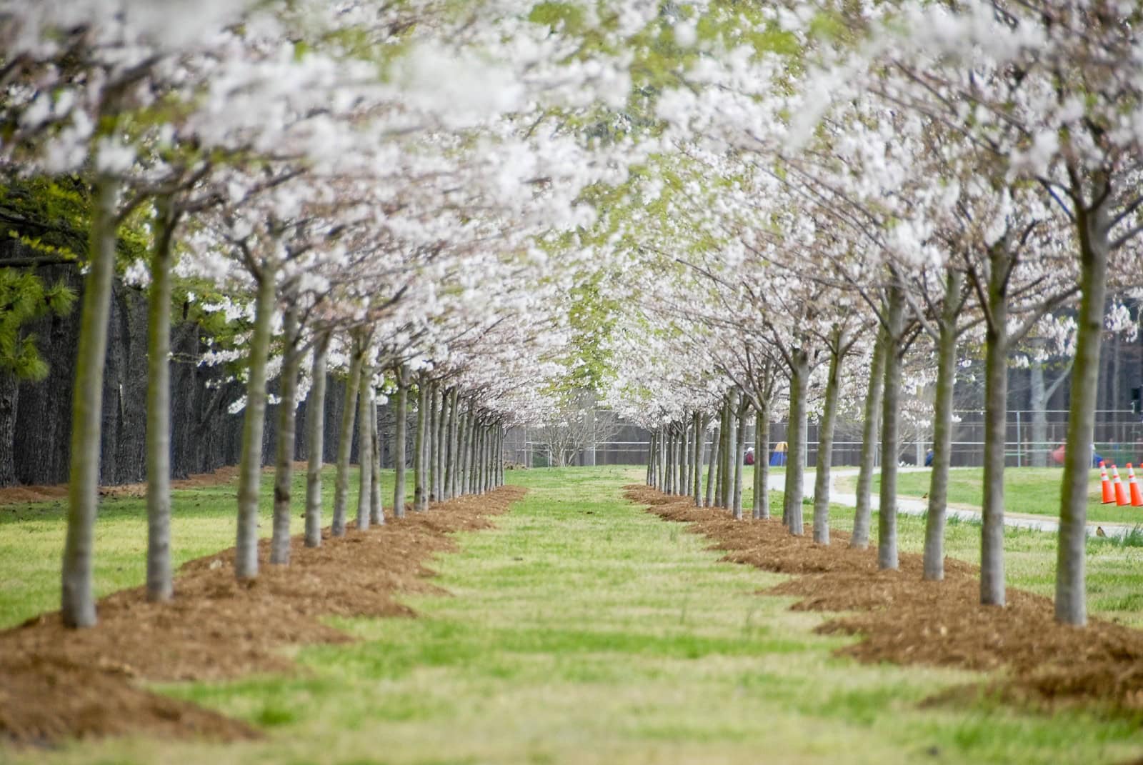 A serene pathway lined with blooming cherry trees, creating a picturesque tunnel of white flowers and fresh green foliage.