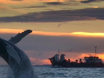 A whale breaches the ocean as a large ship passes in the background during a vibrant sunset.