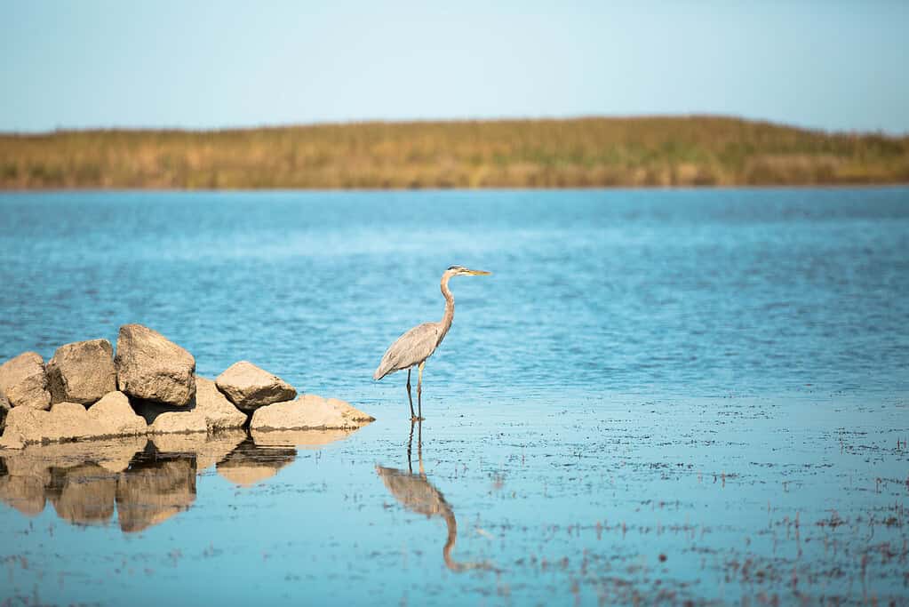 A great blue heron stands on rocks by a serene blue lake, reflecting its image in the calm water.