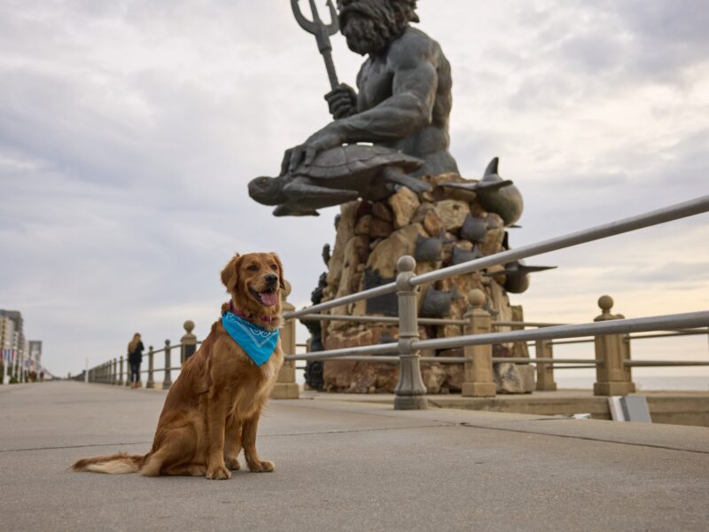 A golden retriever wearing a blue bandana poses on a boardwalk, with the King Neptune statue in the background.
