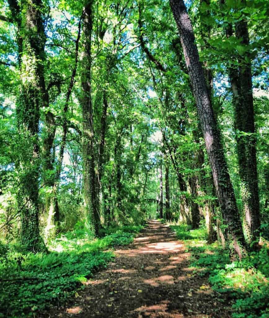 A sunlit forest path surrounded by lush green trees and underbrush, inviting for a peaceful stroll.