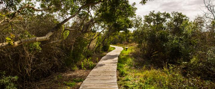 Wooden boardwalk through a lush, green forest with trees arching over the path and a bench in the distance.