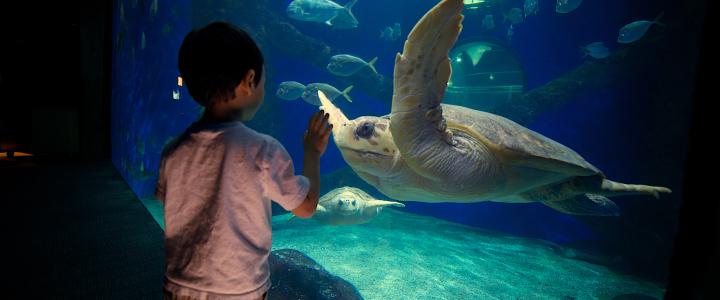 A child watches a large sea turtle swimming at Virginia Beach Aquarium, surrounded by smaller fish.