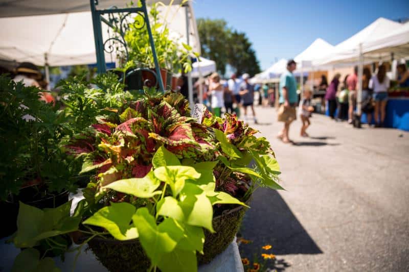 Close-up of vibrant plants in a pot at a sunny outdoor market. White tents and people are visible in the background.