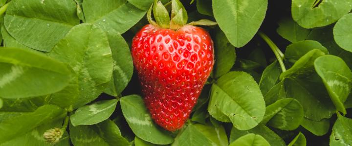 A ripe red strawberry rests on green leaves.