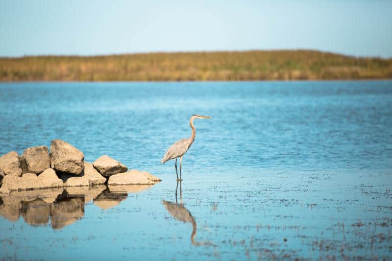 A heron stands in shallow water near rocks, with a grassy shoreline in the background under a clear sky.