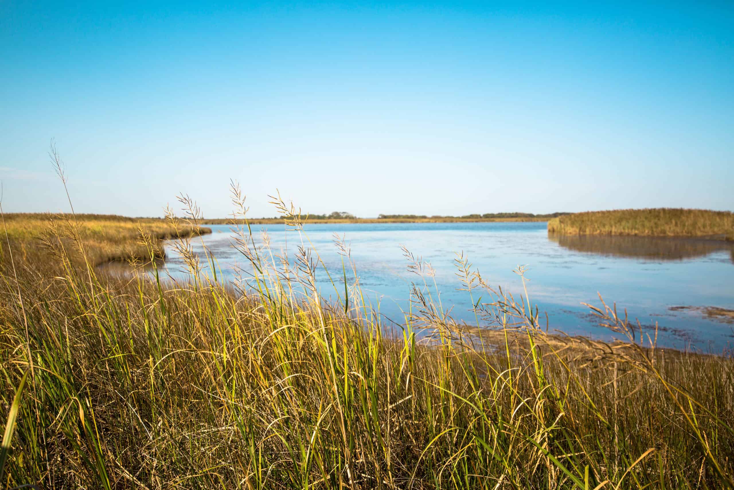 A serene landscape features tall grasses in the foreground and a calm body of water under a clear blue sky.