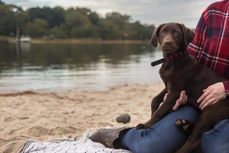 A chocolate lab puppy sits on a person's lap on a sandy beach by a calm lake. The person wears jeans and a red plaid shirt. Trees are visible in the background.
