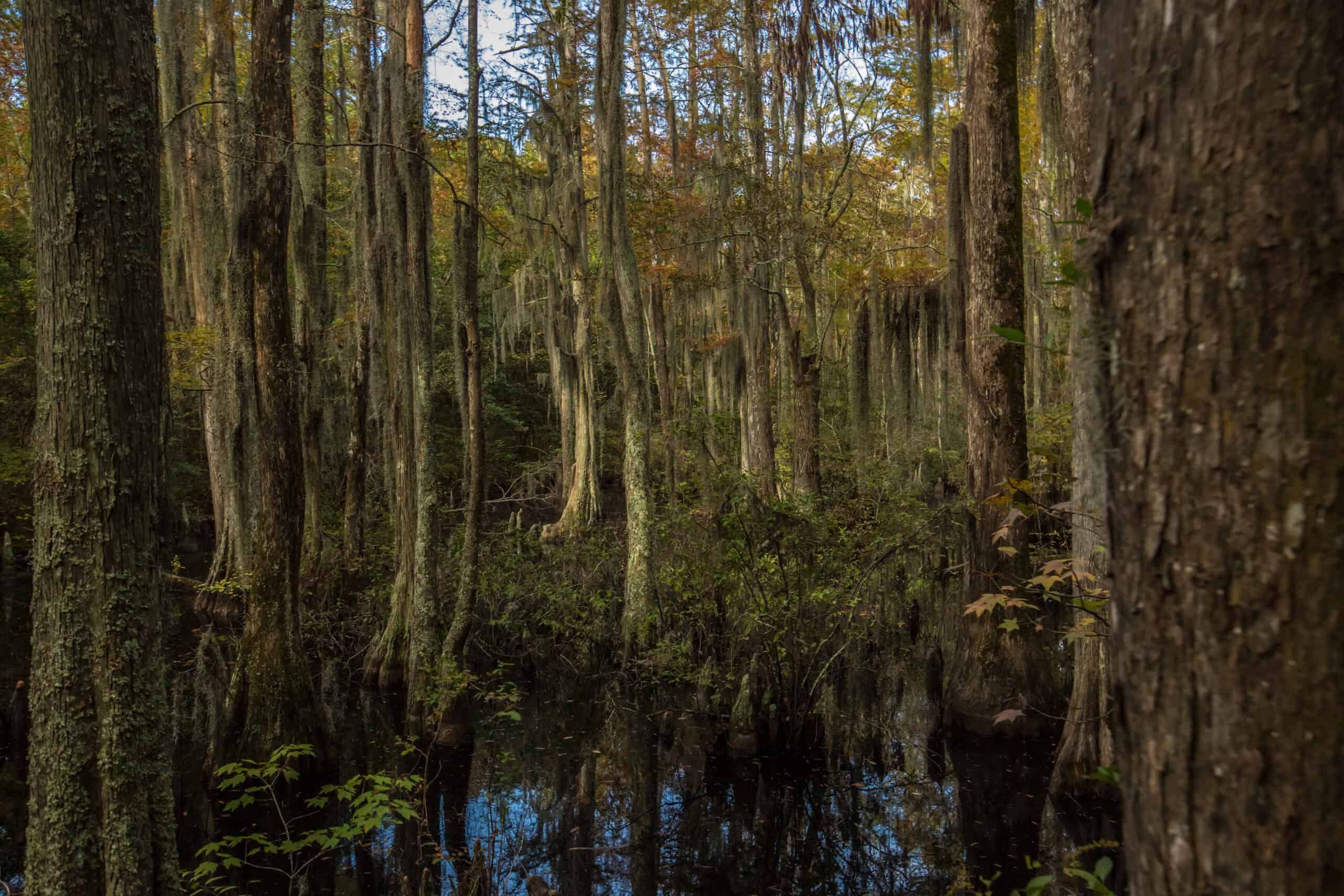 Dense forest with tall, thin trees and sparse underbrush reflected in still, dark water.