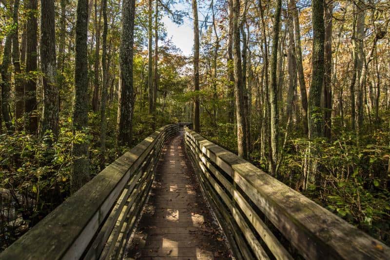 A wooden boardwalk stretches through a dense forest of tall trees, leading into the distance under a clear sky.