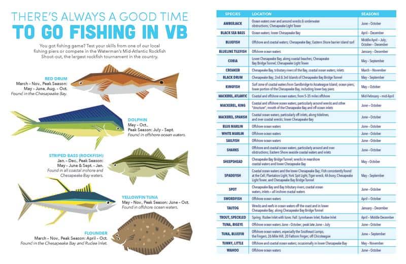 Fishing guide poster showing illustrations of fish species and availability seasons in Virginia Beach (VB). Includes Striped Bass, Red Drum, Dolphin, Yellowfin Tuna, and Flounder among others.