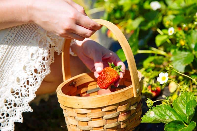 A person wearing a lace dress places a ripe strawberry into a woven basket while picking strawberries in a garden.