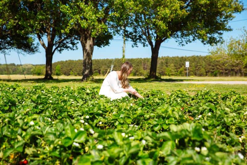 A woman in a white dress picks strawberries in a lush green field under a bright blue sky, with trees in the background.