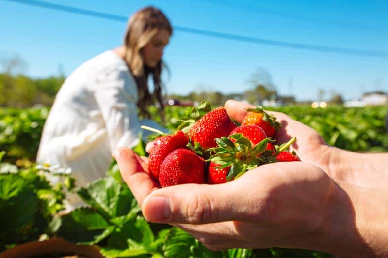 Hands holding freshly picked strawberries in the foreground; a person in a white dress picking strawberries in the background, under a clear blue sky in a sunny field.