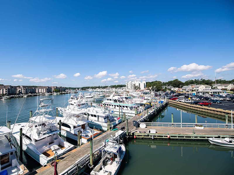A marina with numerous boats docked at a pier on a sunny day. Buildings and parked cars are visible in the background.