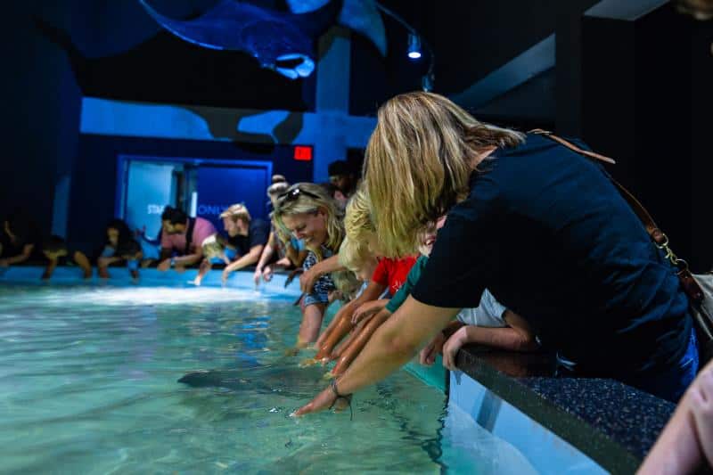 People leaning over a tank, touching water, with a manta ray swimming inside.