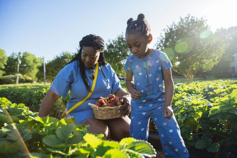 Two people in denim clothing pick strawberries in a sunlit garden, with one holding a basket filled with strawberries.