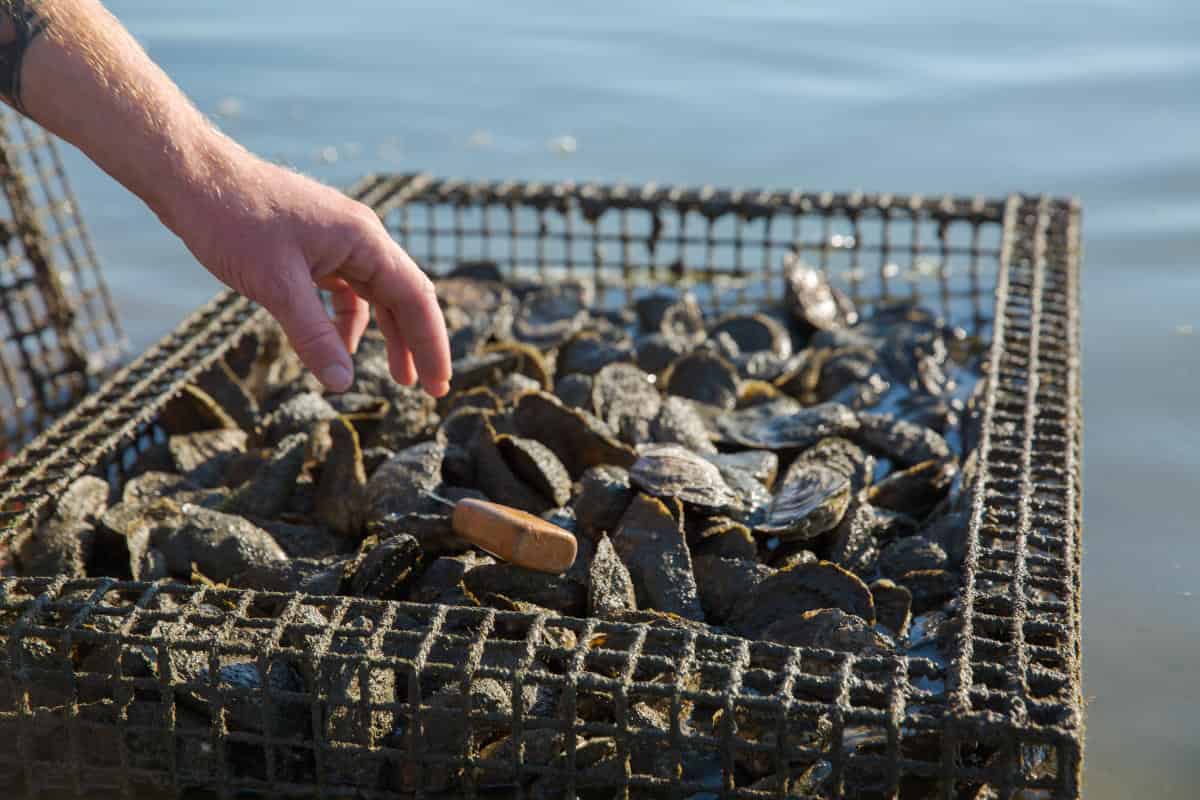 A person's hand reaches into a wire basket filled with oysters, placed in shallow water.