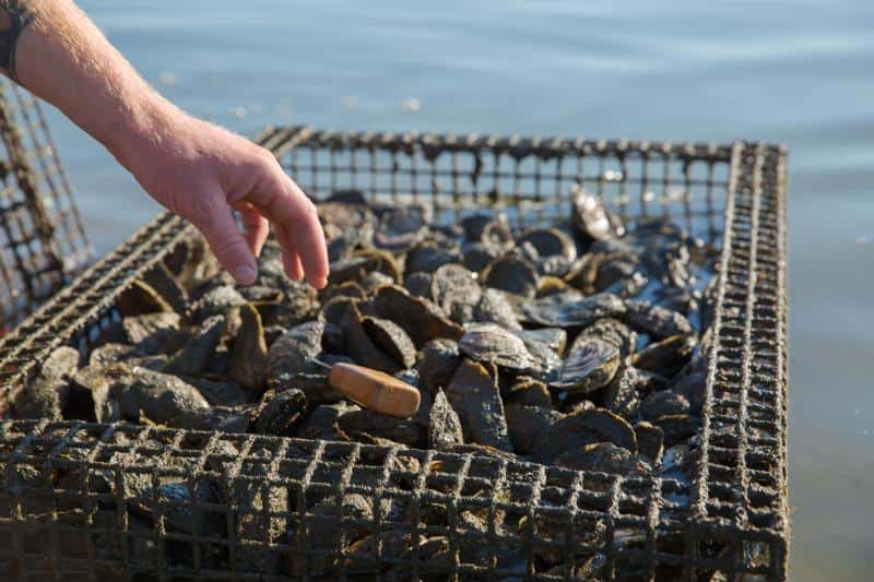 A hand reaches towards a wire basket filled with oysters near the water.