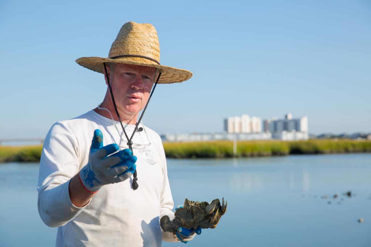 A person wearing a straw hat and gloves holds oysters near a body of water, with a cityscape visible in the background.