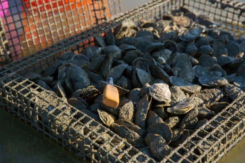 A metal basket filled with various oyster shells, partially covered in mud, sits in the water.