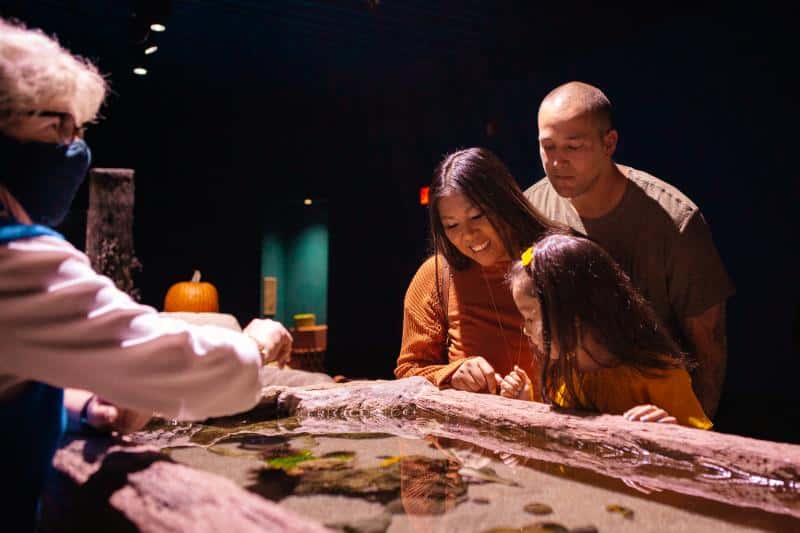 A family observes aquatic creatures in a touch tank. A staff member, wearing a mask, gestures towards the water. The dimly lit environment has a calming atmosphere.
