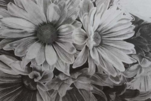 Black and white close-up of daisies with detailed petals and textured centers.