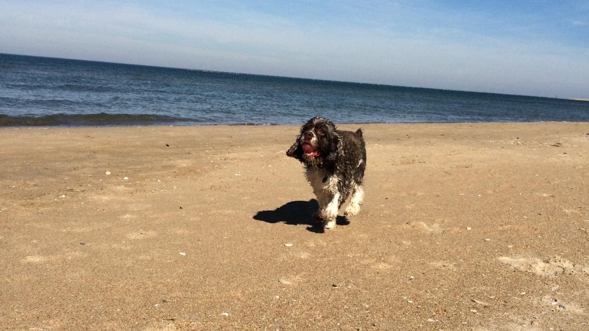 A dog with wet fur runs on a sandy beach toward the camera, with the ocean and blue sky in the background.