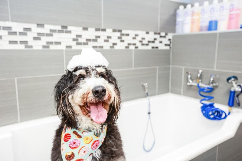 Dog in a bathtub with soap on its head, wearing a patterned bandana. Tiled wall and shampoo bottles in the background.