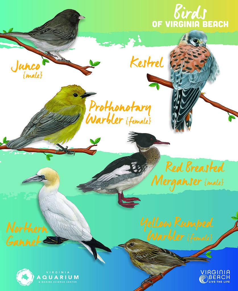 Illustration of six bird species found in Virginia Beach, each labeled: Junco, Kestrel, Prothonotary Warbler, Red Breasted Merganser, Northern Gannet, and Yellow Rumped Warbler.