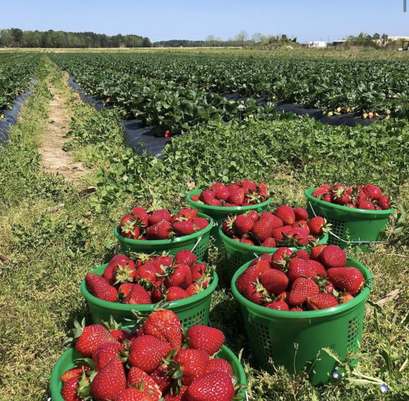 Green baskets filled with ripe strawberries are placed on grass, with rows of strawberry plants extending into the background under a clear blue sky.