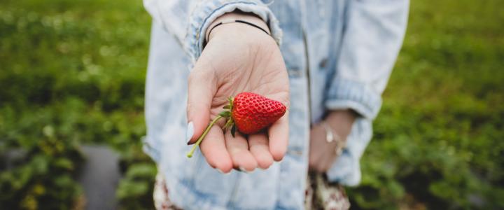 Person holding a fresh strawberry in their hand, with a green field in the background, wearing a denim jacket.